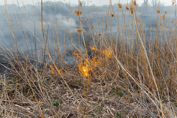 Raging forest spring fires. Burning dry grass, reed along lake. Grass is burning in meadow....