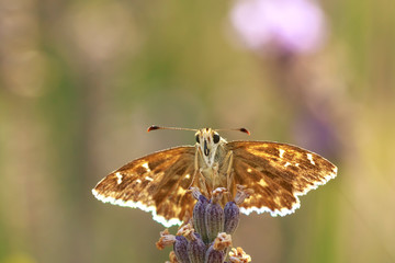Dingy skipper Erynnis tages on purple lavender