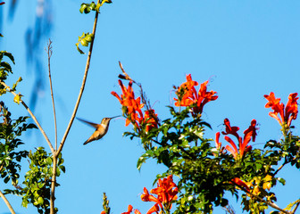 Life of the Hummingbird