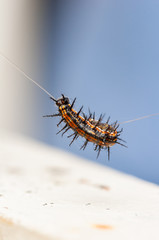 Macro photography of a orange and black caterpillar