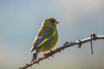 Greenfinch Chloris chloris bird singing