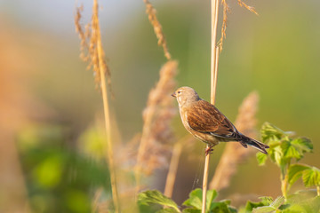 Linnet bird male, Carduelis cannabina singing