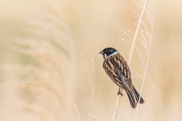 Singing bird in the reeds on a windy day