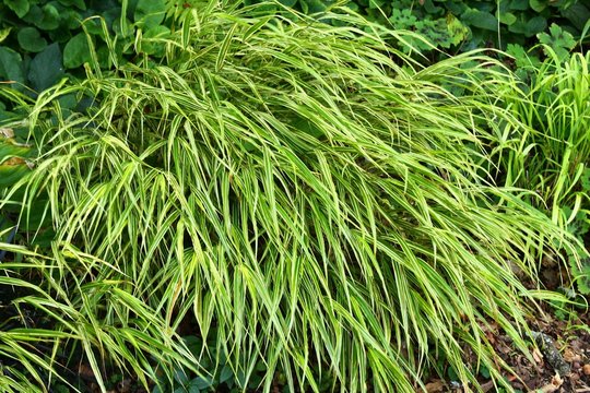 Hakonechloa Grass