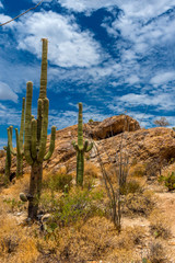notably the giant organ pipe cacti
