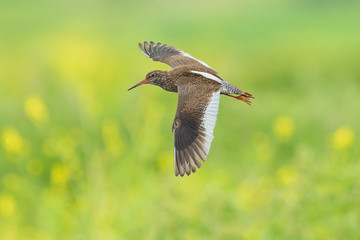 common redshank tringa totanus wader bird in flight