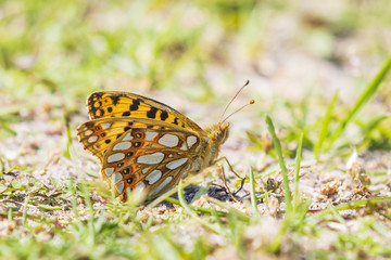 Queen of spain fritillary, issoria lathonia, butterfly resting in a meadow.