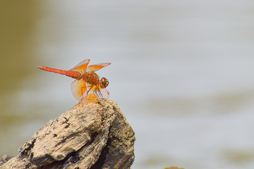 dragonfly on dry branch in riverside