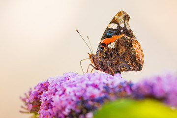 Red Admiral butterfly, Vanessa atalanta, feeding nectar from a purple butterfly-bush in garden.