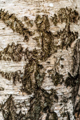 Texture of birch bark as background