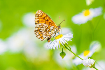 Melitaea deione provençal fritillary butterfly