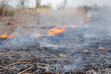 Raging forest spring fires. Burning dry grass, reed along lake. Grass is burning in meadow. Ecological catastrophy. Fire and smoke destroy all life. Firefighters extinguish Big fire. Lot of smoke