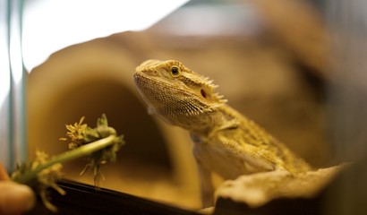 Dragon barbu - reptile captivité