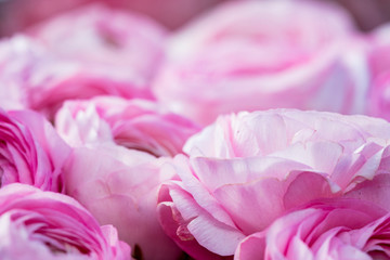 Light pink ranunculus blossoms in soft light