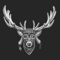 Deer portrait. Head of wild animal.