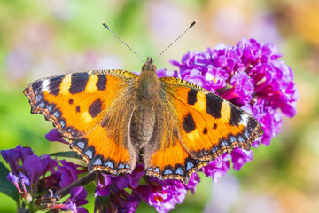 Aglais urticae small tortoiseshell butterfly top view isolated by nature