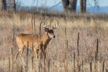 Whitetail Deer Buck During the Fall Rut in Colorado
