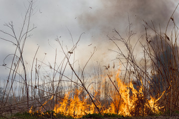 Raging forest spring fires. Burning dry grass, reed along lake. Grass is burning in meadow. Ecological catastrophy. Fire and smoke destroy all life. Firefighters extinguish Big fire. Lot of smoke