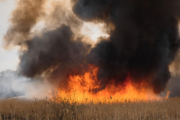 Fototapeta na wymiar Raging forest spring fires. Burning dry grass, reed along lake. Grass is burning in meadow. Ecological catastrophy. Fire and smoke destroy all life. Firefighters extinguish Big fire. Lot of smoke