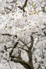 Sakura. Blooming, flowering, from bud to flower. First blossom buds and flowers in the spring. The coming of spring, the awakening of nature, the first flowers, buds and leaves, vertical