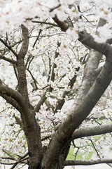 Sakura. Blooming, flowering, from bud to flower. First blossom buds and flowers in the spring. The coming of spring, the awakening of nature, the first flowers, buds and leaves, vertical
