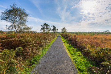 Fototapeta na wymiar Moorland, peat moss landscape at national park de Groote Peel, Limburg, the Netherlands. High dynamic range, HDR,