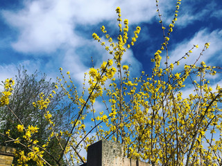 yellow flowers on a blue sky