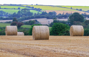 Haystacks in tilled field Ireland. Agricultural summer harvest of hay bales from Irish rural farm for use as winter fodder. Landscape of countryside pastures and hedgerows in distance