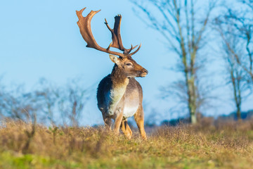 Fallow deer stag Dama Dama with big antlers