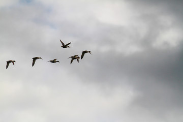 anas platyrhynchos, bird, birds in flight, cloud background, clouds, cloudy background, cloudy sky, ducks in flight, flight, flock, flock of birds flying, flock of birds in flight, fly, flying birds, 