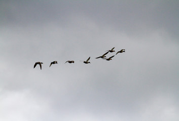 Mallard ducks in flight, Anas platyrhynchos, ducks flying across  cloud background. Grey cloudy sky, Ireland