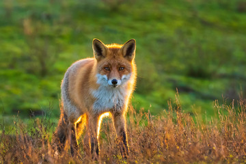 Wild red fox, vulpes vulpes, at sunset