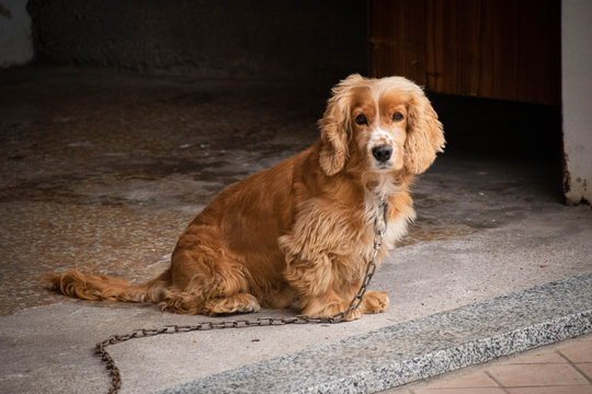 Coker spaniel al guinzaglio