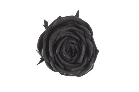 black rose isolated on white background