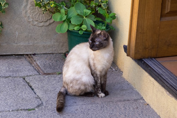 Gatto siamese ristorante