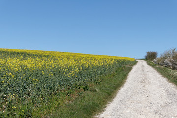 Chemin champêtre et champ de colza dans le Pas-de-Calais - France
