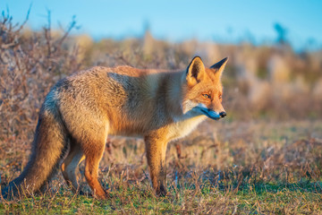 Wild red fox, vulpes vulpes, at sunset