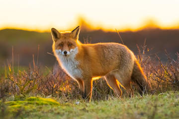 Wild red fox, vulpes vulpes, at sunset