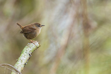 Eurasian Wren bird Troglodytes troglodytes display, singing and mating during Springtime season