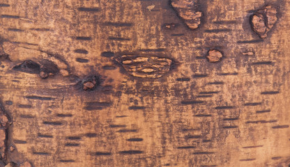 Brown background texture natural birch bark