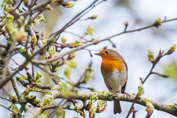 European robin bird Erithacus rubecula singing