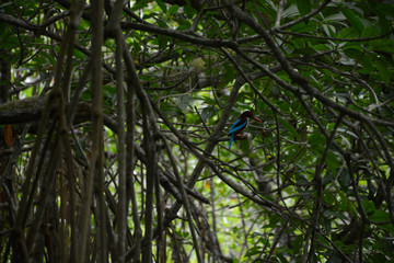 Hikkaduwa, Sri Lanka - March 11, 2019: Tropical birds in the jungles on Ratgama Lake