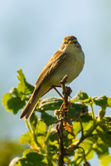 Willow warbler bird, Phylloscopus trochilus
