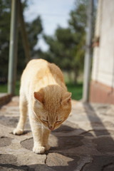 Ginger cat walk on the stone doorstep in the summer yard