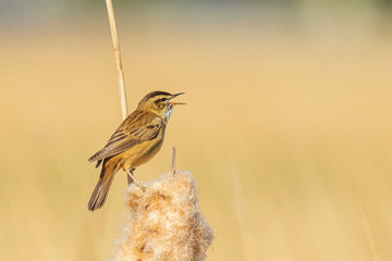 Eurasian reed warbler Acrocephalus scirpaceus bird singing in reeds during sunrise.