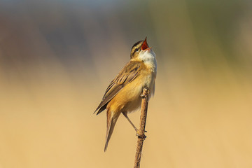 Eurasian reed warbler Acrocephalus scirpaceus bird singing in reeds during sunrise.