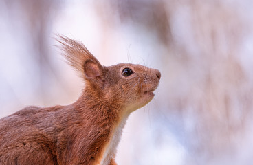 Eichhörnchen Portrait