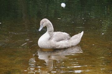 Swan duckling