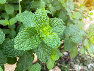 Fresh mint tree in the organic garden Peppermint And is a medicinal plant