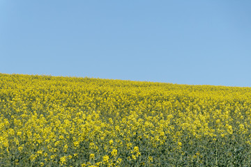 Fototapeta premium Un champ de colza jaune dans le département du Pas-de-Calais - France